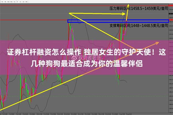 证券杠杆融资怎么操作 独居女生的守护天使！这几种狗狗最适合成为你的温馨伴侣